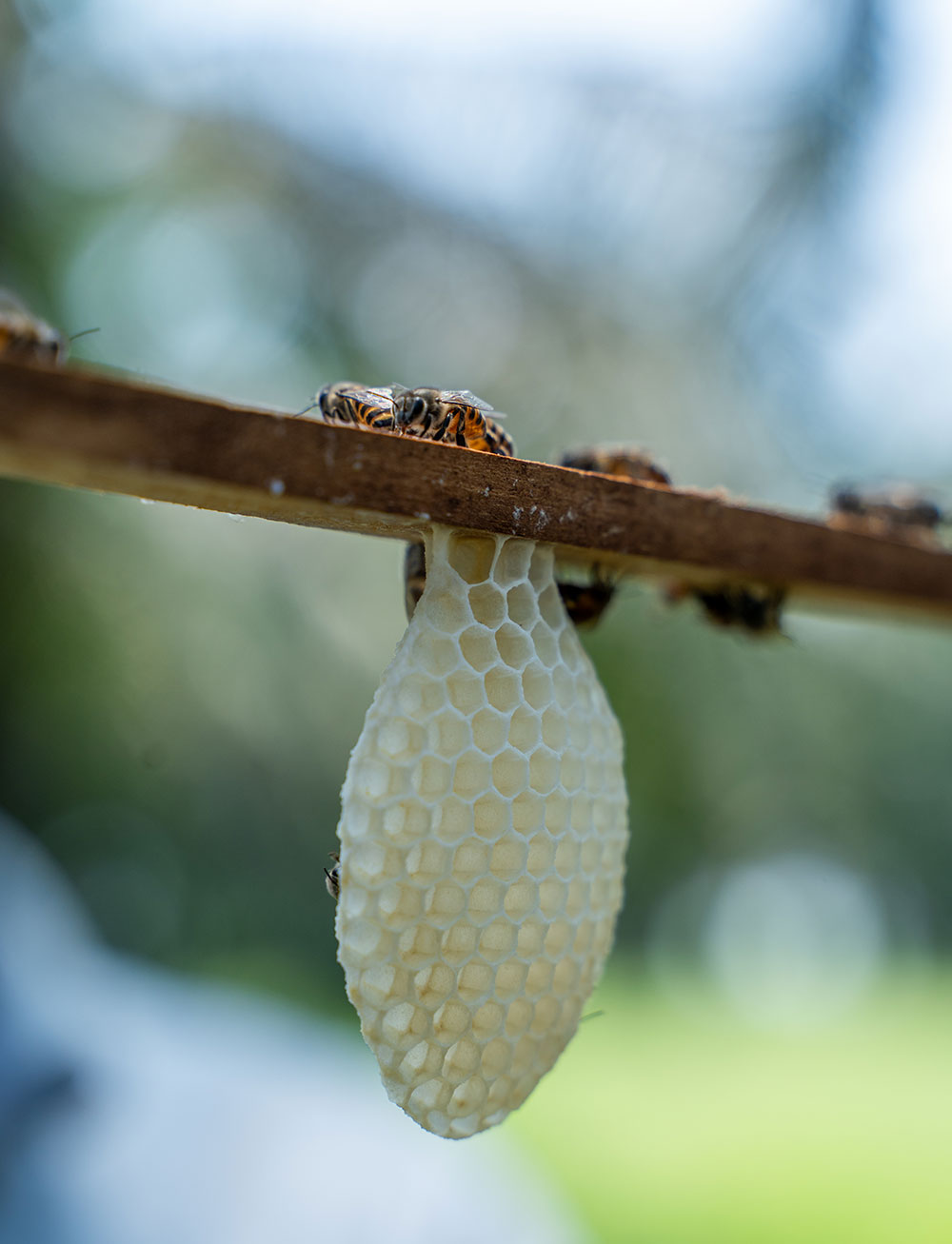 honey devlop